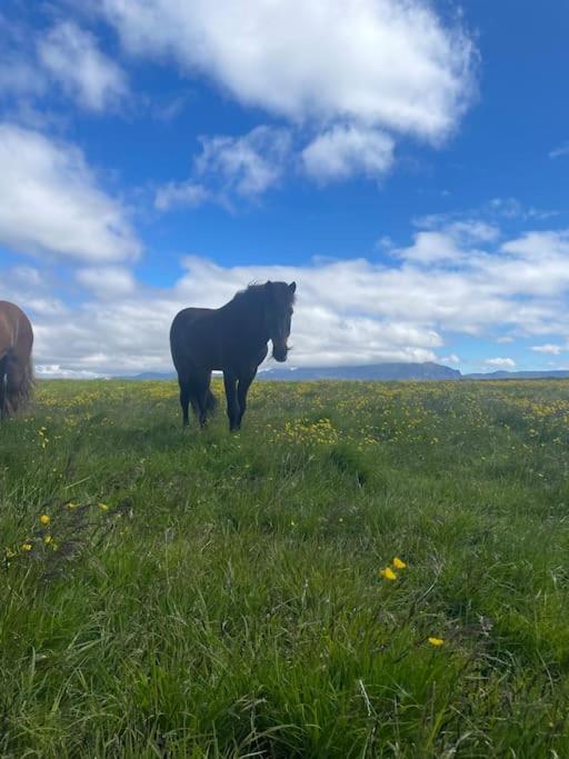 Kloepp Lodge - Snaefellsnes Peninsula Stykkishólmur المظهر الخارجي الصورة